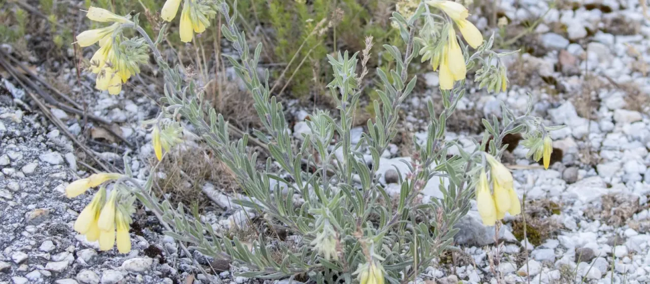 Onosma heterophylla
