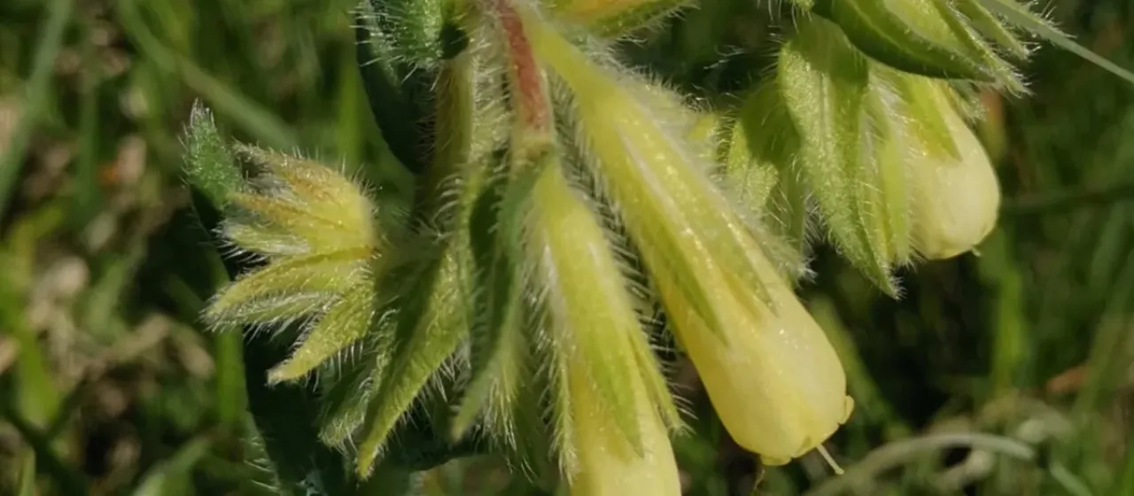 Onosma pseudoarenaria
