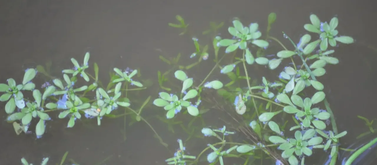 Pedunculate starwort
