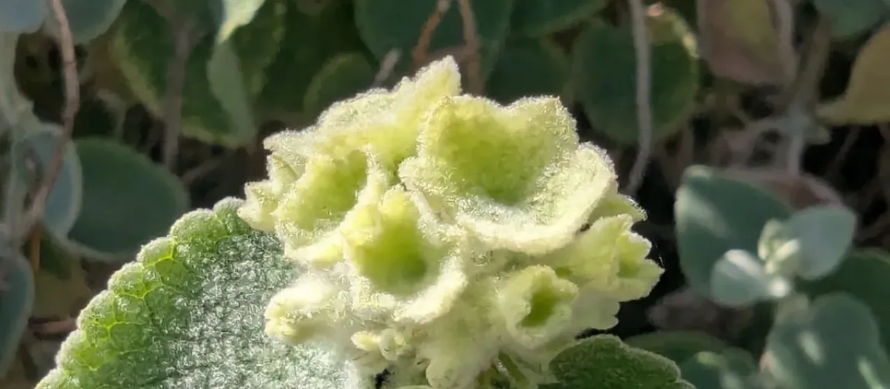 Greek horehound