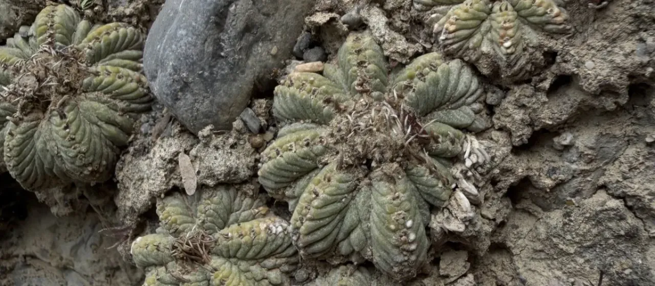Aztekium ritteri