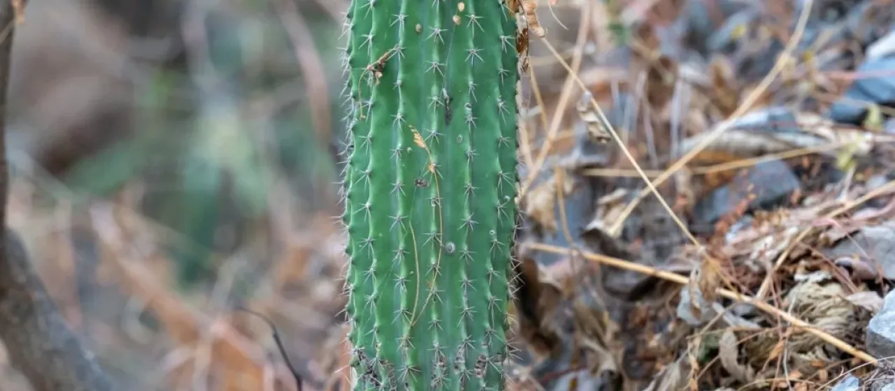 Neobuxbaumia