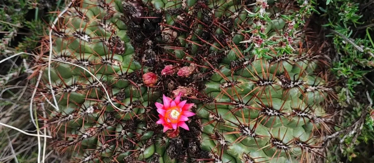 Oroya peruviana