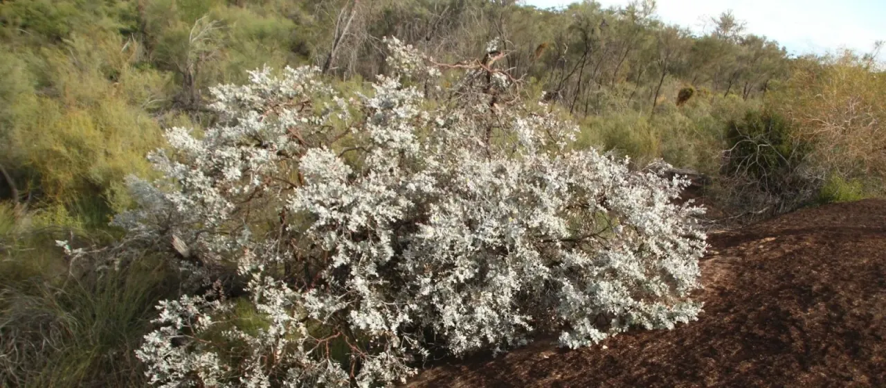 Eucalyptus crucis