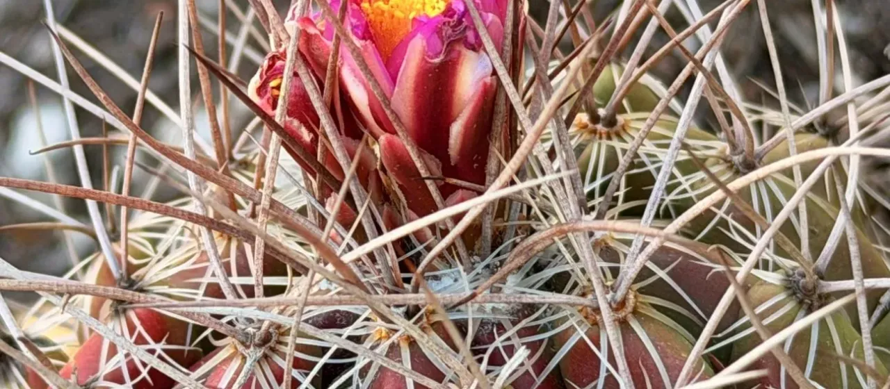 Thelocactus conothelos