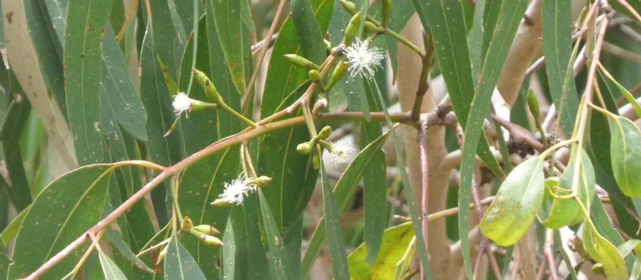 Eucalyptus cypellocarpa