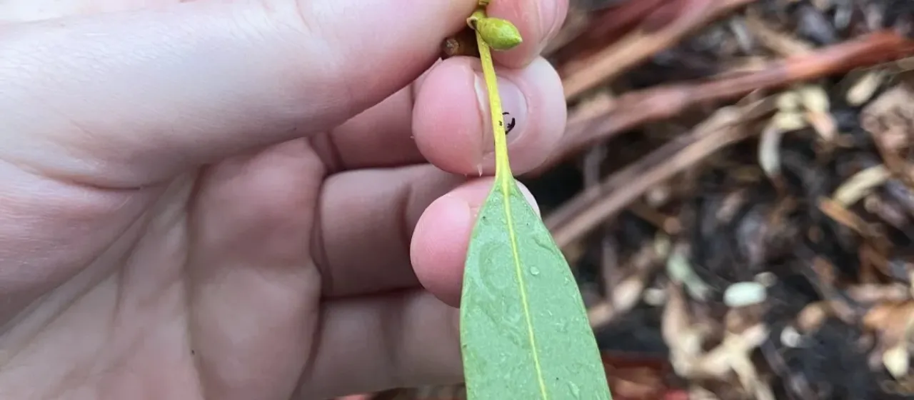 Eucalyptus dalrympleana