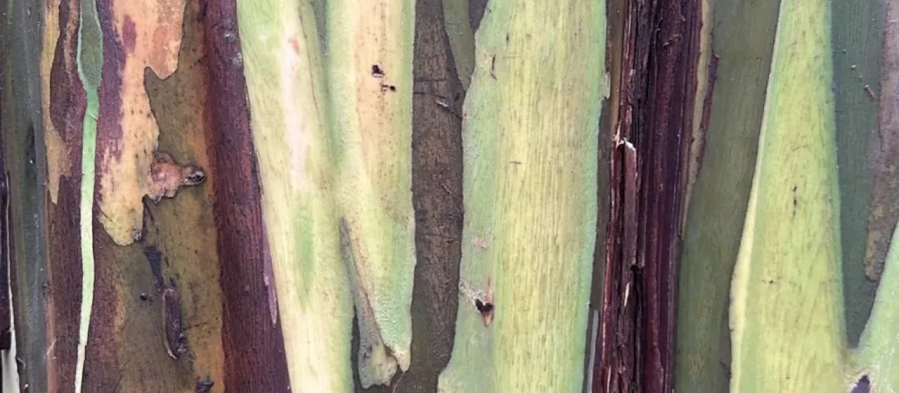 Rainbow Eucalyptus