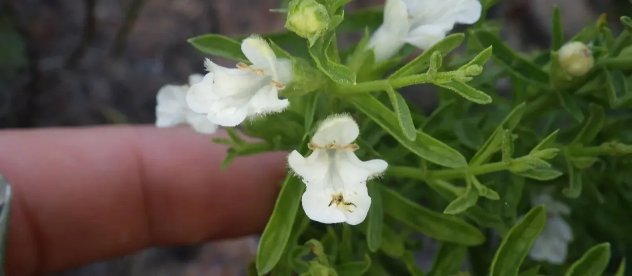 Stachys glutinosa