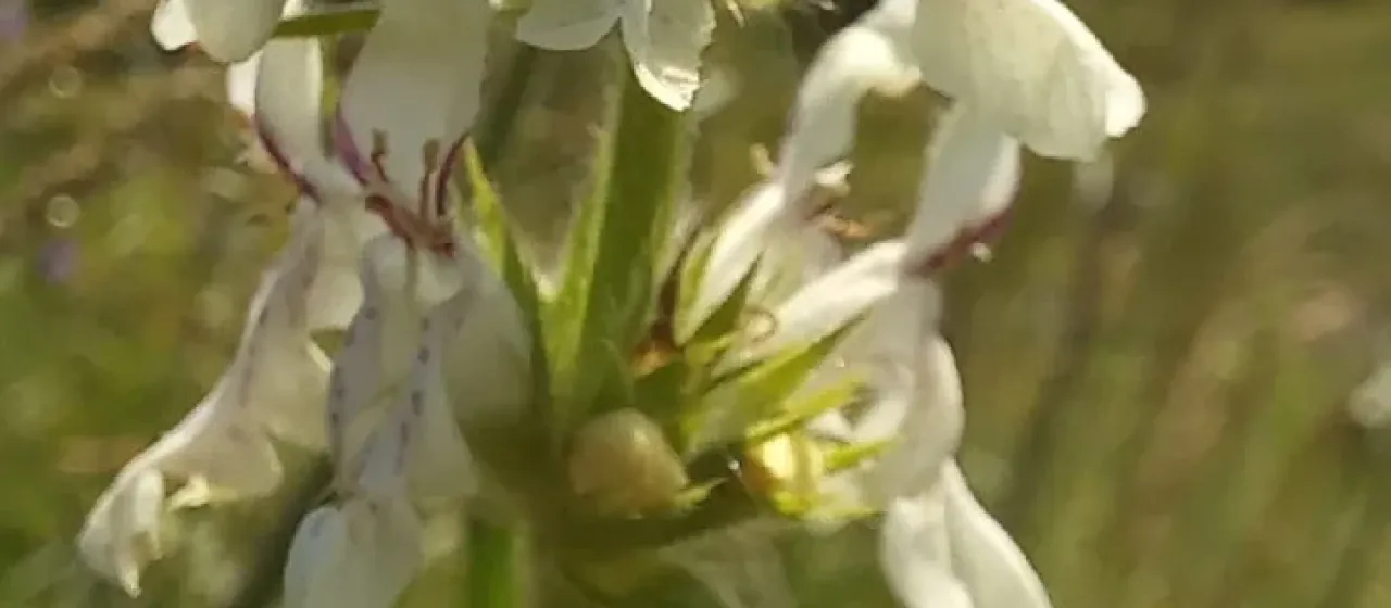 Stachys atherocalyx