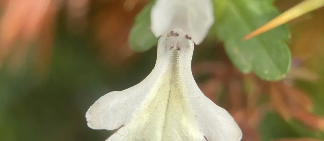 Corsican stachys