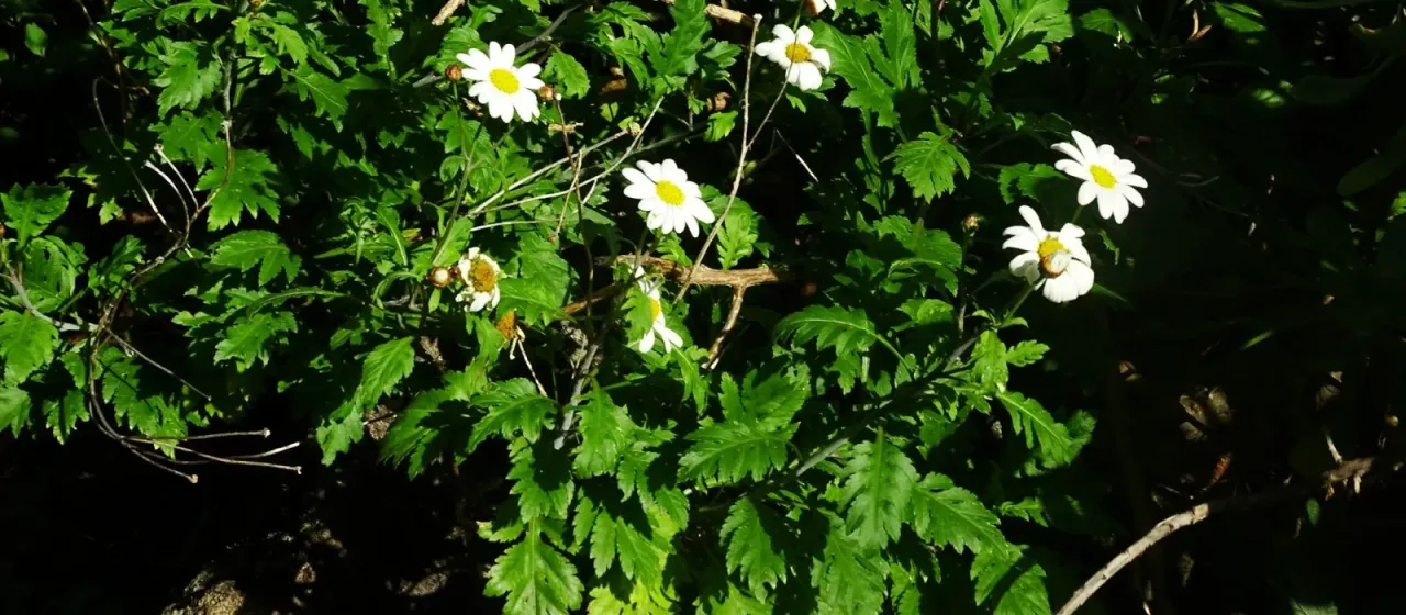 Argyranthemum webbii