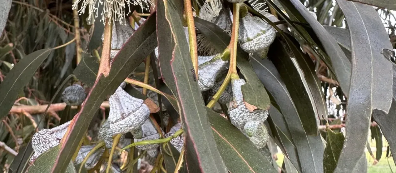 Southern blue gum