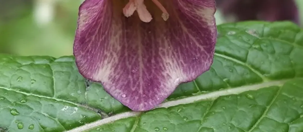Carniolan scopolia