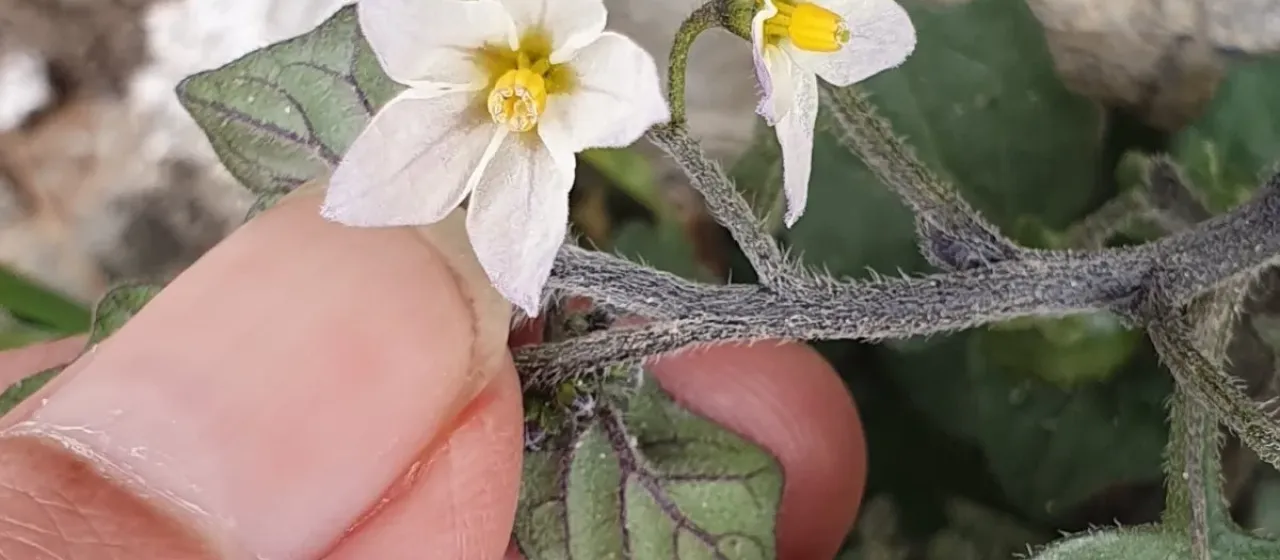 Spreading nightshade