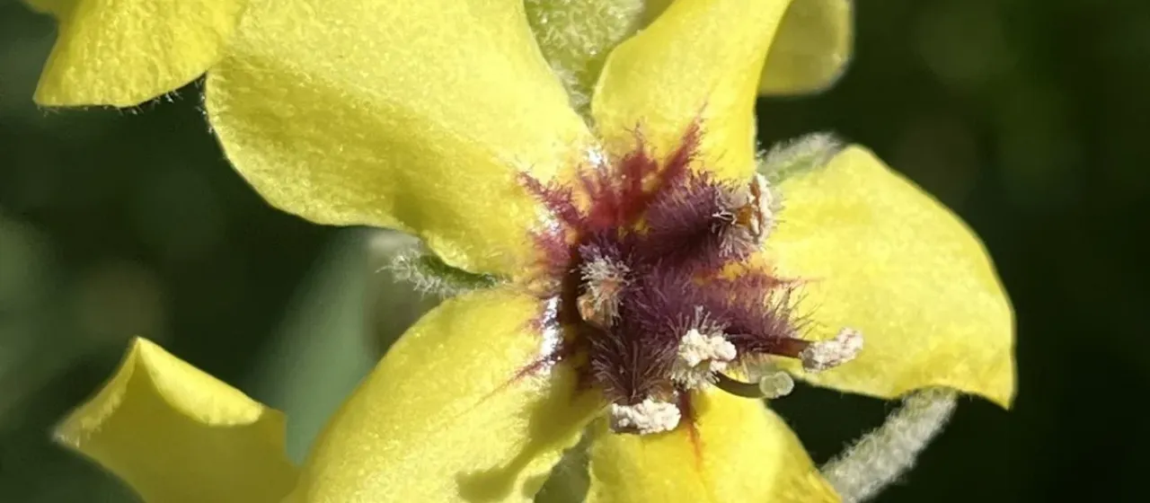 Round-leaved mullein