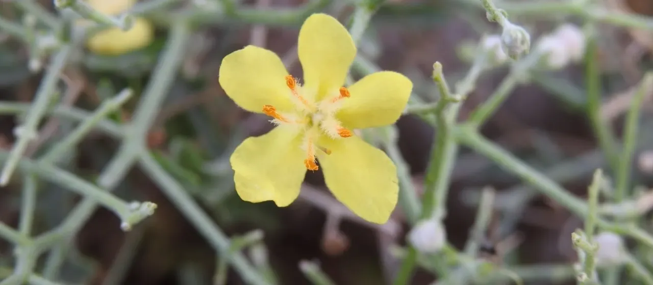 Spiny Mullein