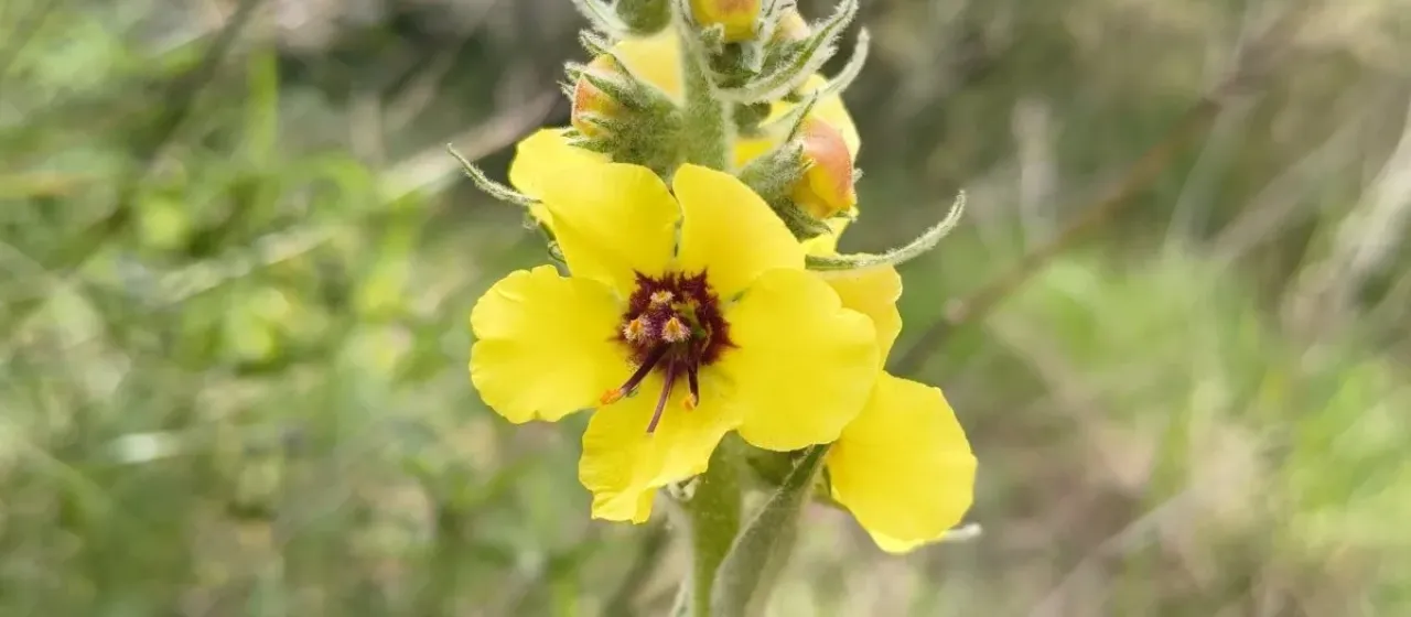 Boerhaave's mullein