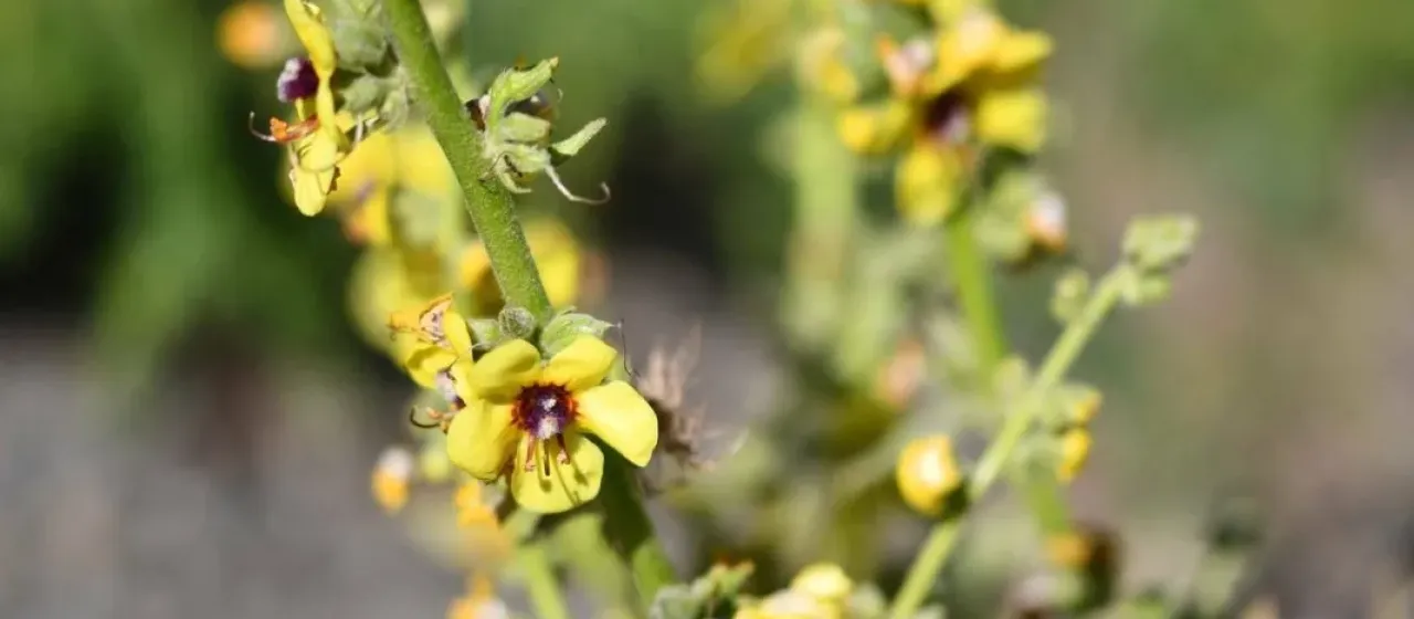 Verbascum nevadense