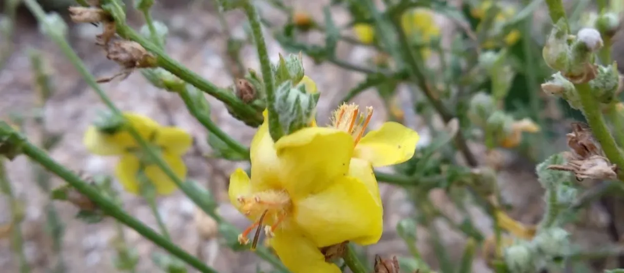 Mullein pinnatifidum
