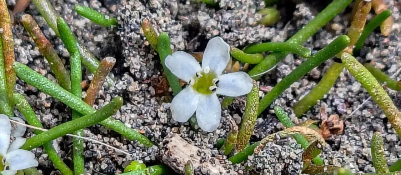 Southern mudwort