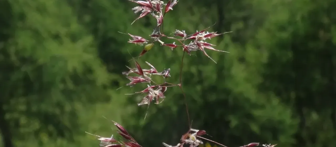 Alpine bent