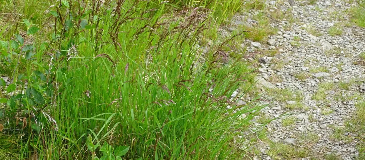 Bentgrass Agrostis agrostiflora