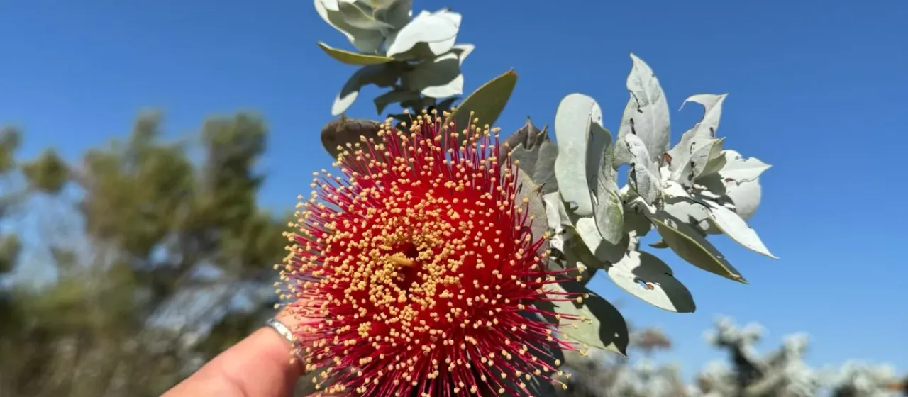 Eucalyptus macrocarpa