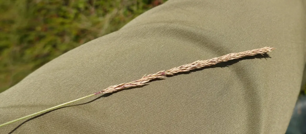 Lapland small-reed