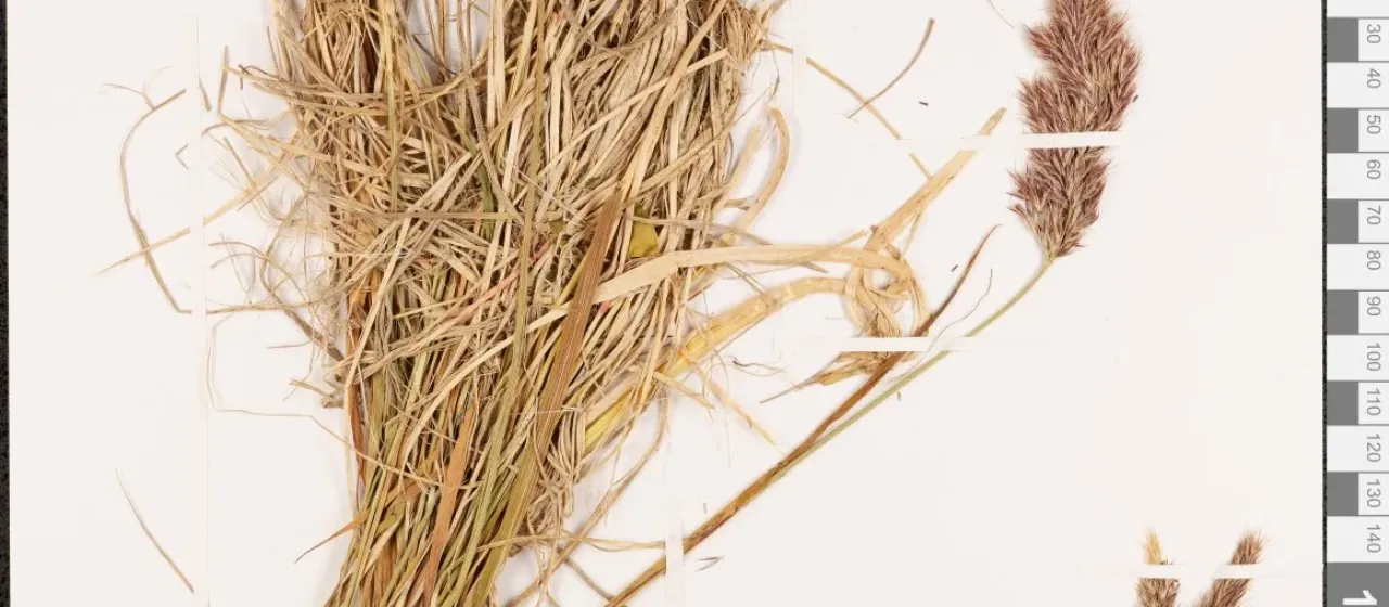Calamagrostis sesquiflora