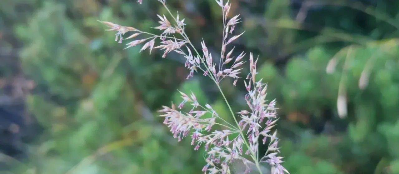 Variegated small-reed
