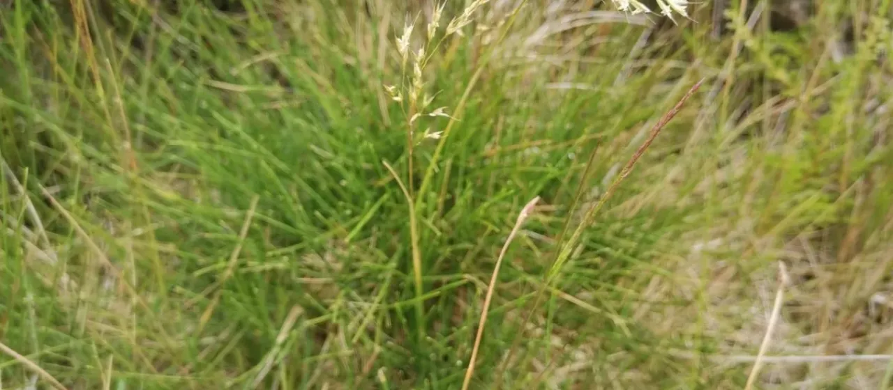 Deschampsia foliosa
