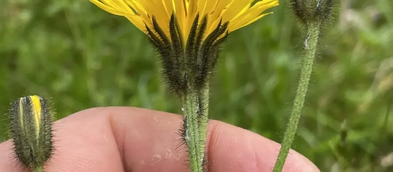 Willemetia stipitata