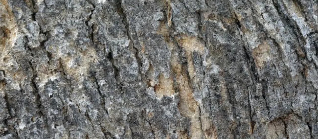 Eucalyptus microtheca