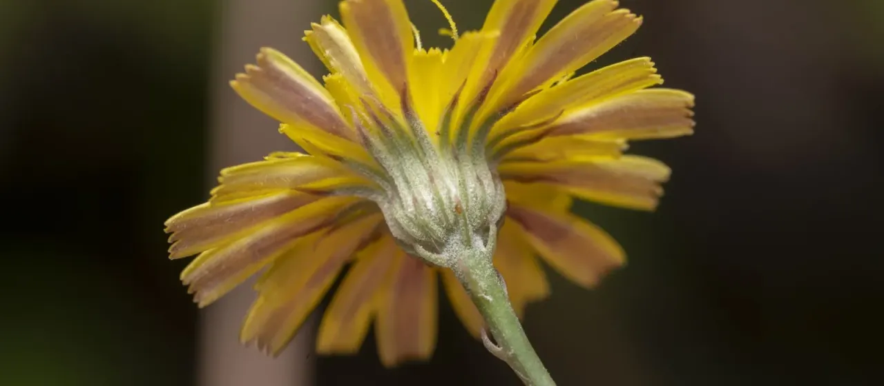 Tolpis virgata