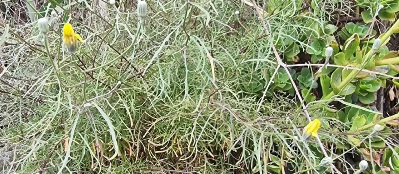 Tolpis succulenta