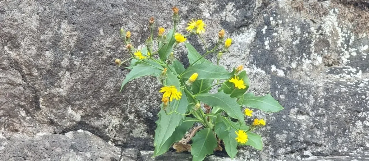 Tolpis macrorhiza