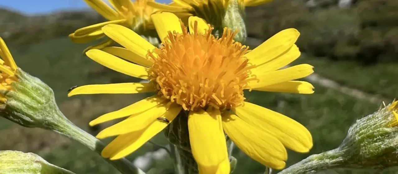 Tephroseris papposa