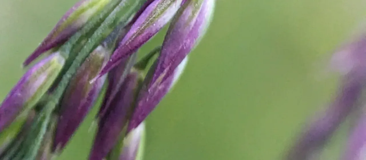 Mountain hair-grass