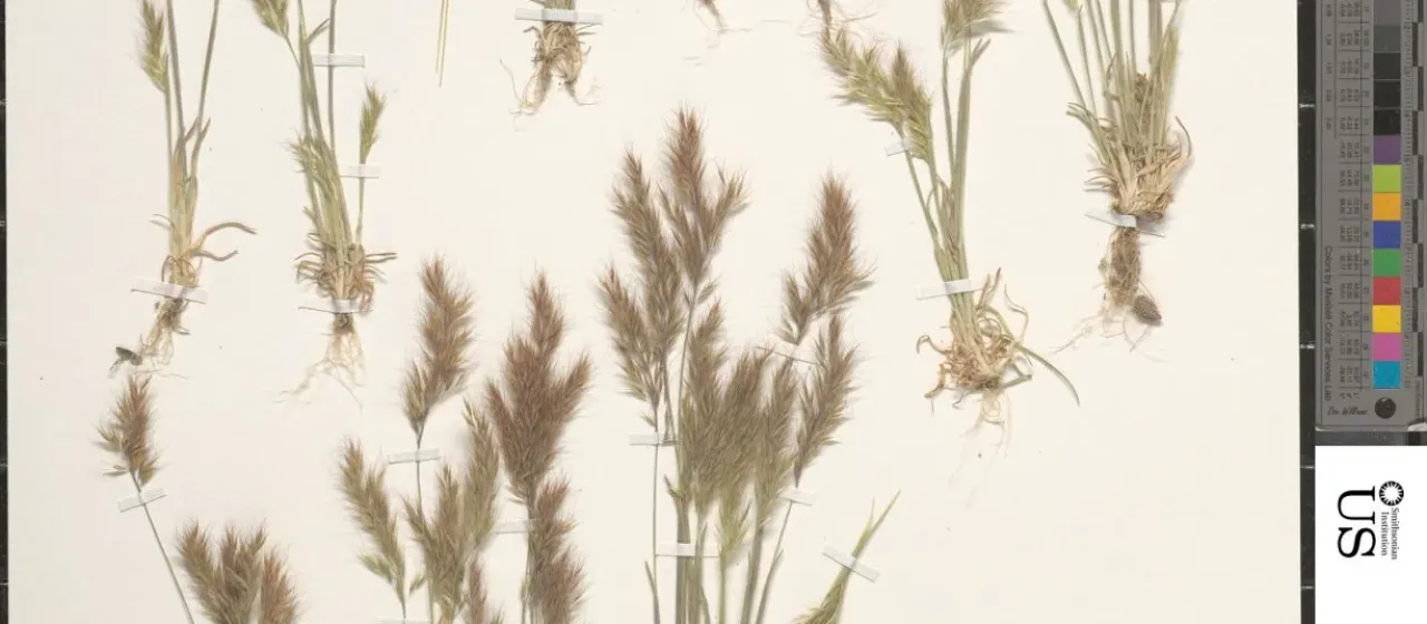 Trisetaria loeflingiana