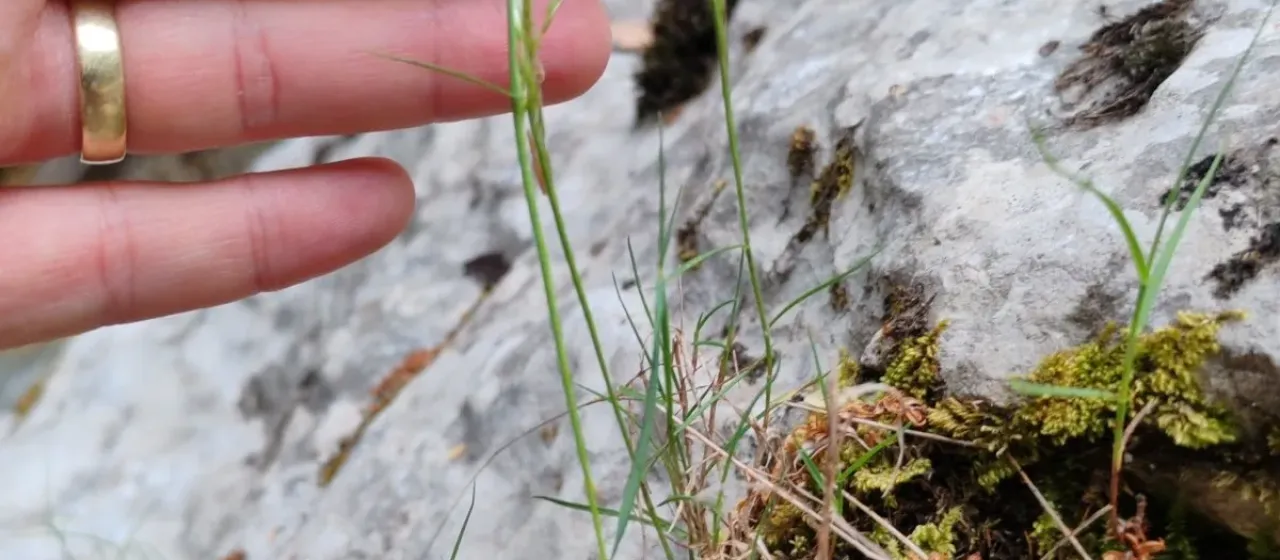 Silvery oat grass