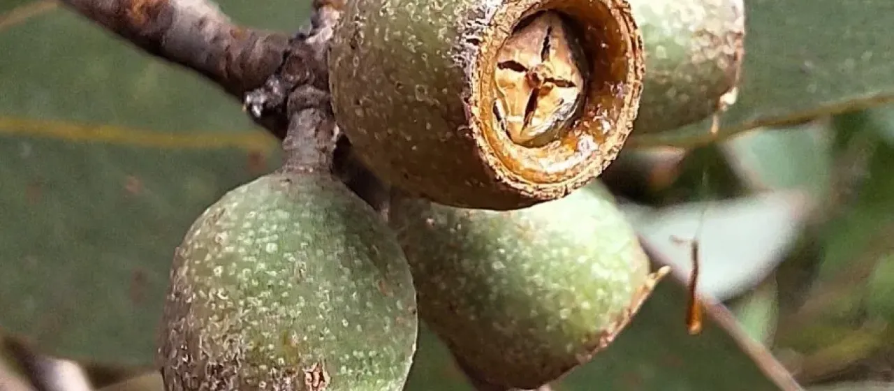 Messmate stringybark