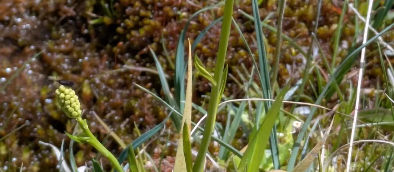 Tofieldia calyculata
