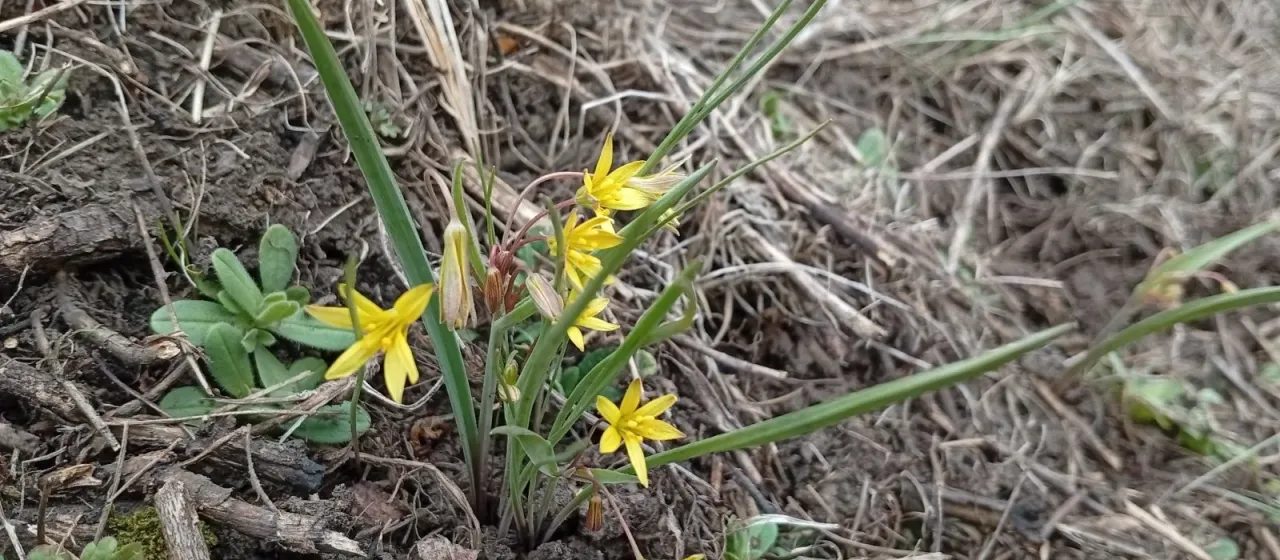 Gagea liotardii