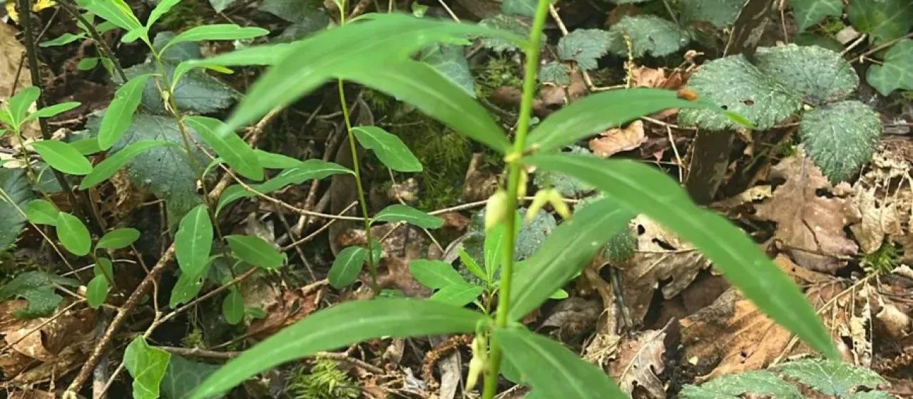 Whorled Solomon's seal
