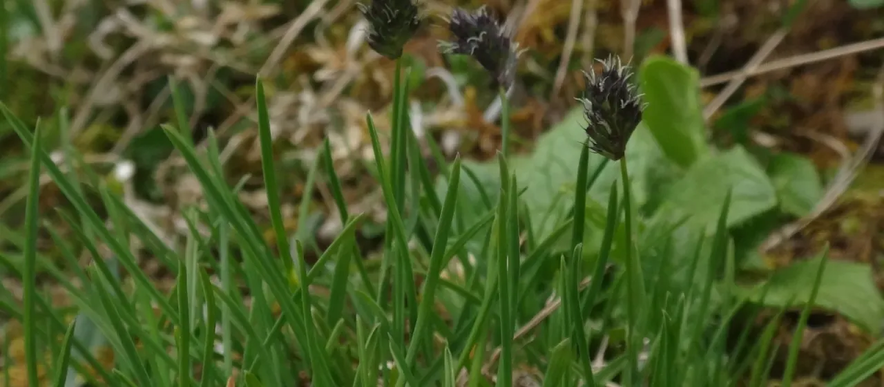 Oval moor grass