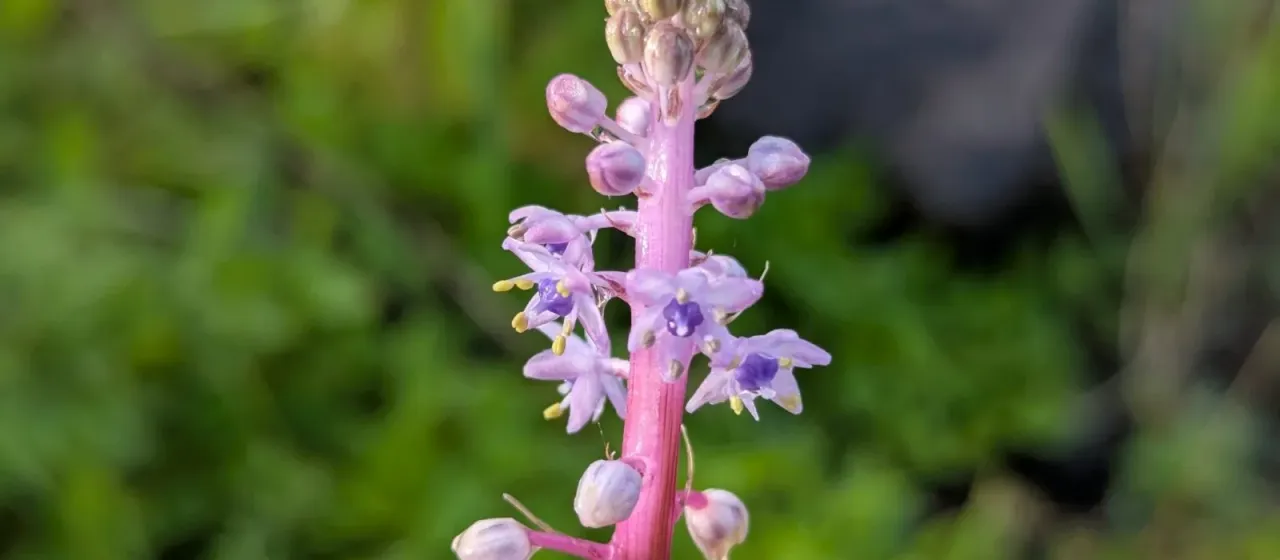 Nectaroscilla