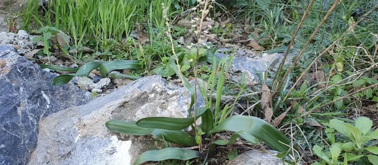 Prospero obtusifolium