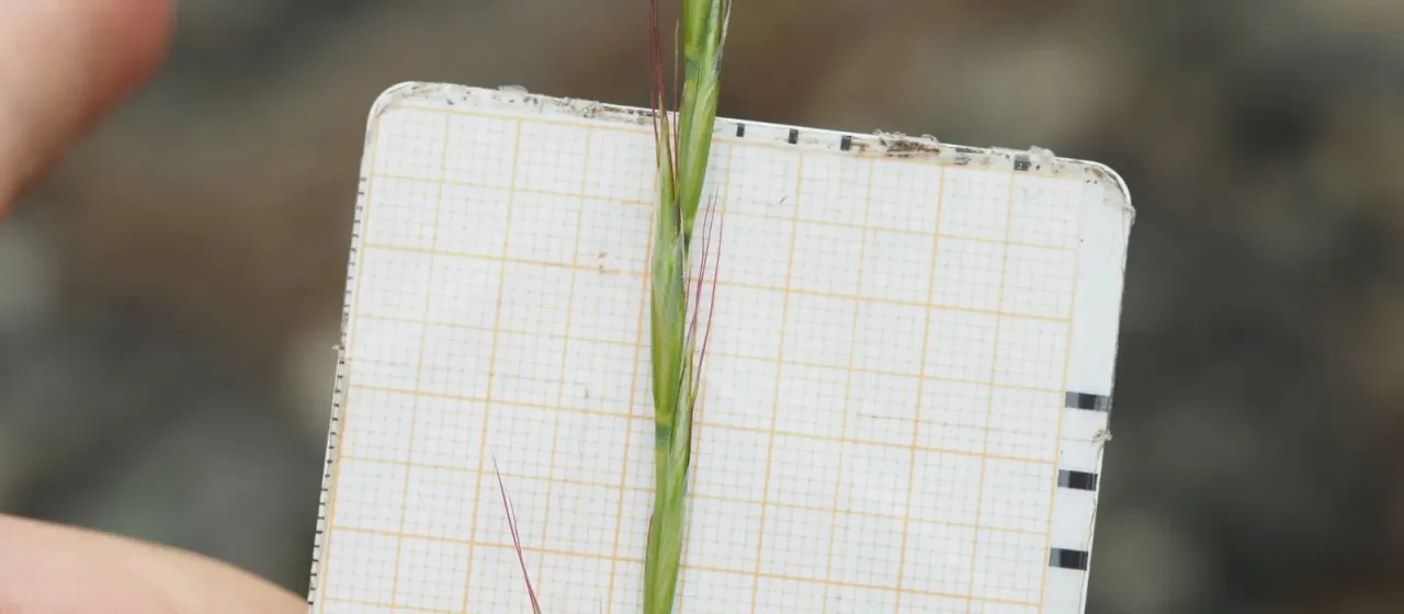 Helictochloa