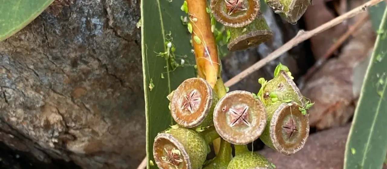 Flooded gum